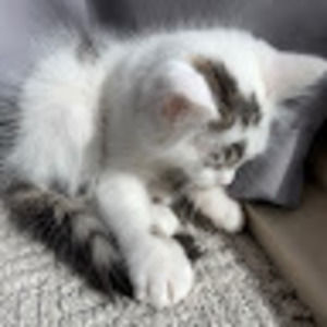 Meet your Posher, Serene